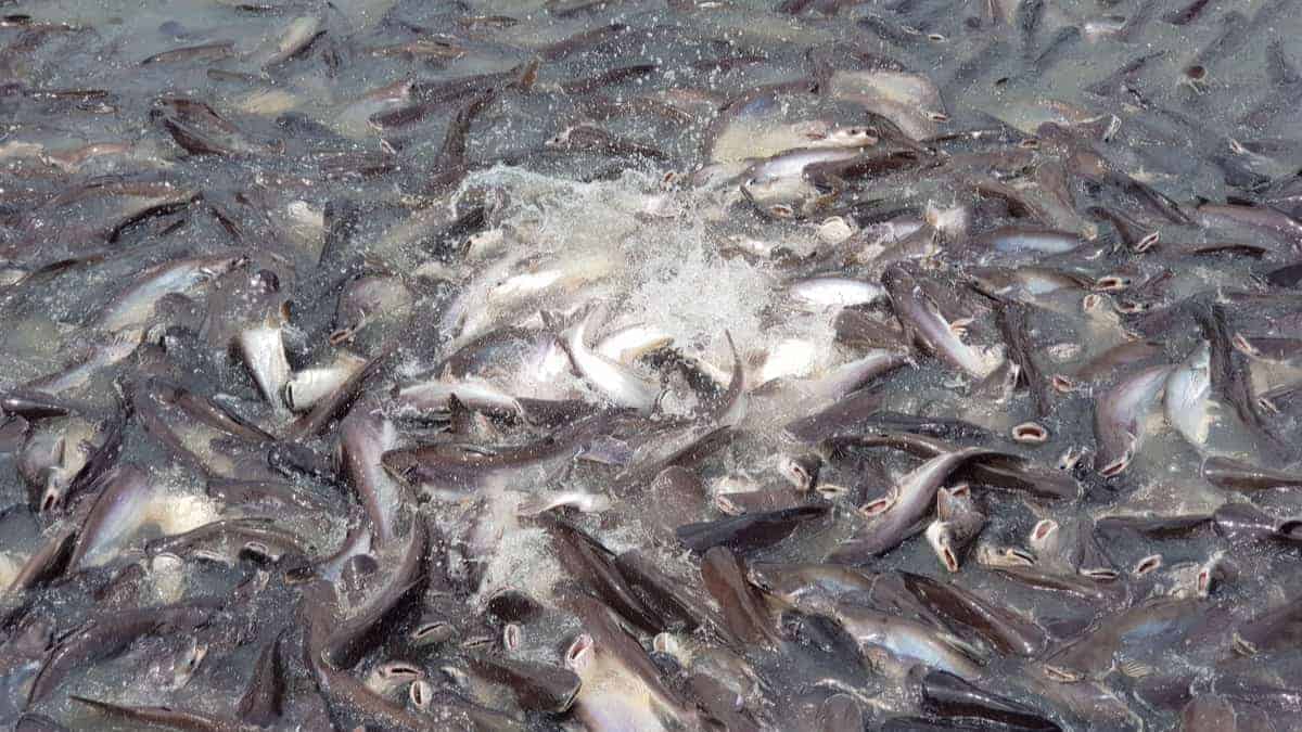 vietnam-swai-fish-farm